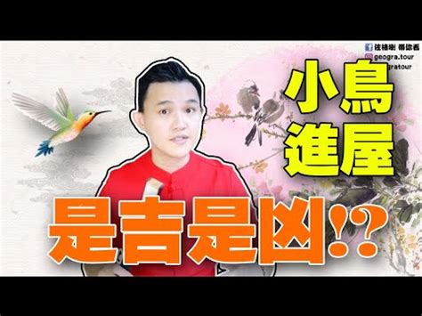 鸚鵡飛進家裡代表什麼|【家裡飛來鳥】家裡飛來吉祥鳥？鳥類進家預示什麼吉凶福禍？